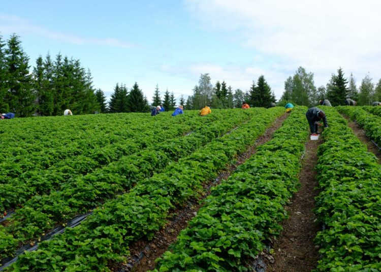 Mansikanpoimintasesonki on parhaimmillaan.