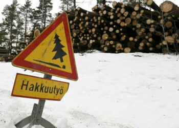 Päätyvätkö suojelemattomat vanhat metsät tukkipuuksi?