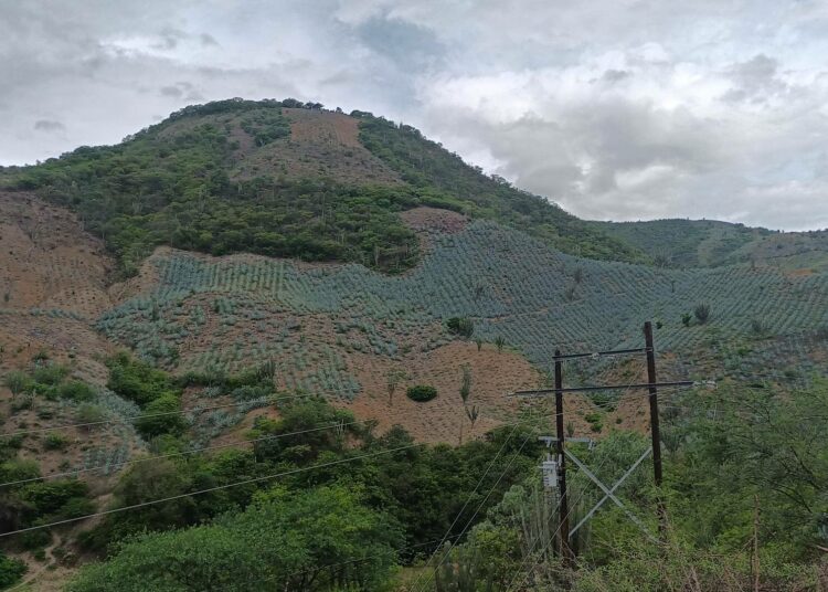 Agave- tai paikallisesti sanottuna magueypensaita istutettuina kukkuloille Santa Ana del Rincónin kylässä, Oaxacan San Lorenzo Albarradasin kunnassa. Agaven suosio on lisännyt metsien hävitystä ja maatalousalueiden laajenemista useissa Meksikon osavaltioissa.