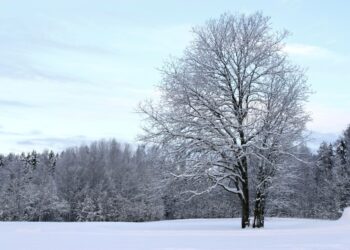 Raita voi kasvaa jopa 20 metriä korkeaksi monirunkoiseksi puuksi.