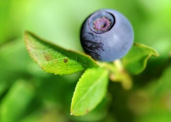 Mustikka (Vaccinium myrtillus).