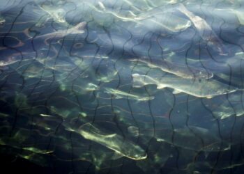 Kalankasvatus Chilen rannikolla tapahtuu verkkoaltaissa, jotka saattavat rikkoutua myrskyssä. Karkuun päässeet lohet ovat vieraslaji eteläisillä merillä.