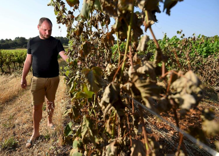 Viininviljelijä Emilien Fournel tutki helleaallon pahasti kuivettamia rypäleitä kesäkuun viimeisenä päivänä Sussarguesissa, lähellä Montpellieriä Etelä-Ranskassa.