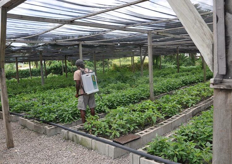 Maanviljelijä hoitaa vihanneksia kasvihuoneessa Antiguassa, jossa ilmastoälykäs maataloushanke pyrkii lisäämään tilojen tuottavuutta.