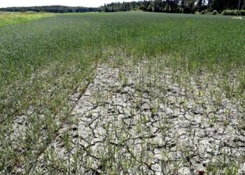 Kuivuudesta kärsivä vehnäpelto Tuusulassa heinäkuussa 2021. Viimeiset seitsemän vuotta ovat olleet mittaushistorian kuumimmat koko maapallolla.