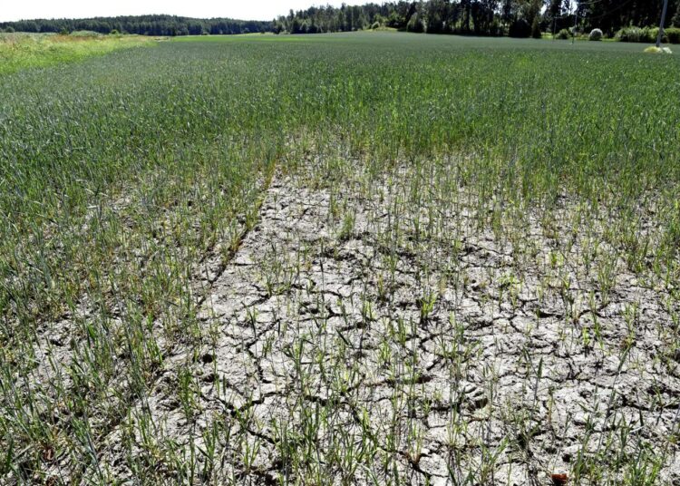 Kuivuudesta kärsivä vehnäpelto Tuusulassa heinäkuussa 2021. Viimeiset seitsemän vuotta ovat olleet mittaushistorian kuumimmat koko maapallolla.
