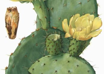 Opuntia-suvun piikkikaktukset ovat pahaksi pötsille, mutta myös piikittömiä lajeja löytyy.