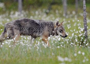 47 prosenttia suomalaisista pelkää sutta.