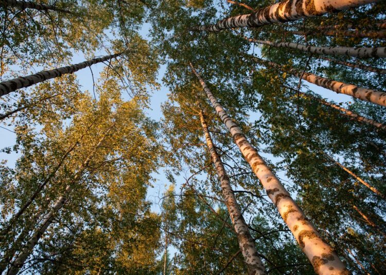 Yhtiöitetty metsähallitus hamuaa parempaa tuottoa lomauttamalla metsurit sydäntalveksi.