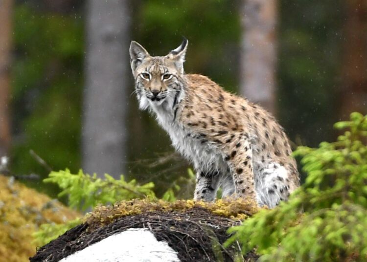 Ilveskanta on hienoisessa laskussa Suomessa.