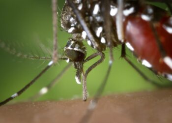 Alunperin trooppisesta Aasiasta lähtöisin oleva, tauteja levittävä tiikerihyttynen (Aedes albopictus) on levinnyt Etelä-Eurooppaan.