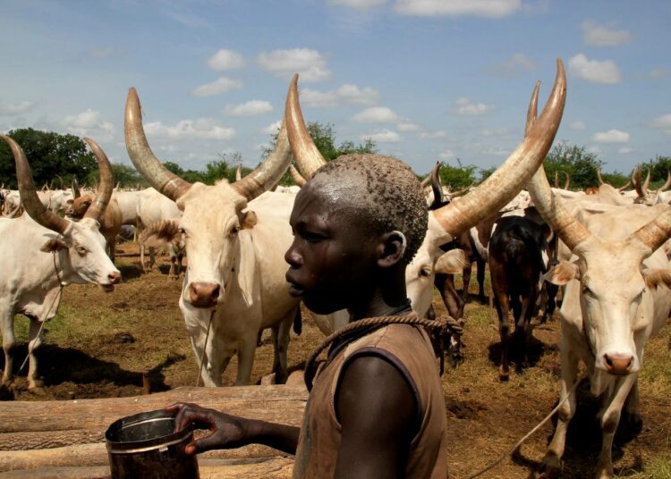 Eteläsudanilaiseen mundari-heimoon kuuluvalla Angelo Waranyangilla on mahdollisuuksia aviomarkkinoilla, sillä vaimon saadakseen miehellä pitää olla karjaa. Morsiamesta maksettavat runsaat myötäjäiset ylläpitävät eriarvoisuutta, mutta lyhyellä tähtäimellä pitävät taloutta käynnissä.