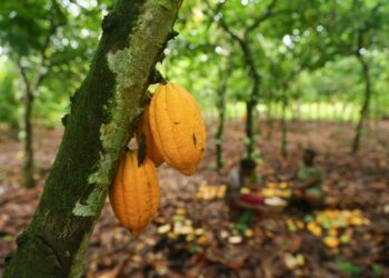 Reilun kaupan kaakaota Ghanassa. Maailman kaakaosta 60 prosenttia tulee Ghanasta ja Norsunluurannikolta. Maiden kaakaontuotannon työvoimasta kolmasosa on lapsia.
