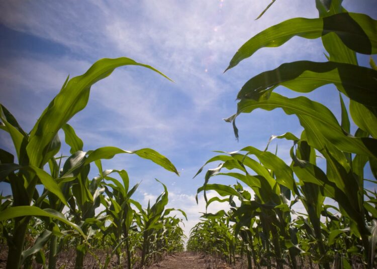 Monsanton geenimuunneltuja lajikkeita kasvaa paljon muun muassa amerikkalaisilla maissipelloilla.