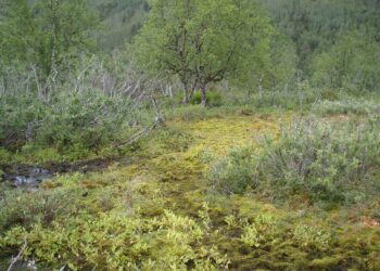 Sammalia on tutkittu muun muassa Kevon luonnonpuistossa Utsjoella. Kuvassa huurresammaletta.