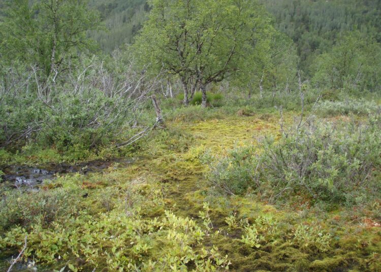 Sammalia on tutkittu muun muassa Kevon luonnonpuistossa Utsjoella. Kuvassa huurresammaletta.