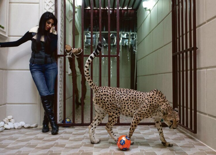 Shahad al Jaber leikkii pallolla gepardinsa kanssa. Hänellä on ollut asunnossaan jo neljä vuotta koirasgepardi Mark ja naaras Shahod. –¿Rakastan niitä enemmän kuin mitään, todennäköisesti jopa enemmän kuin tulevia lapsiani, hän vakuuttaa