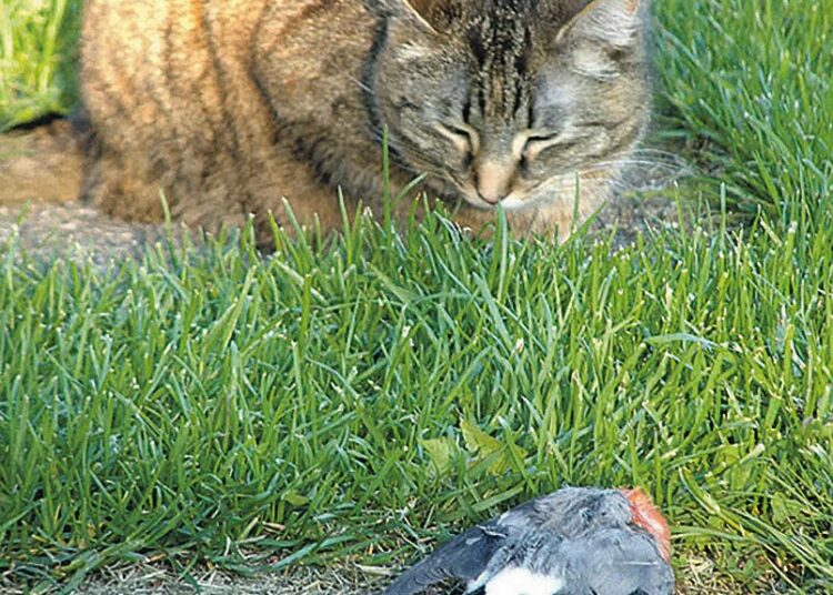 Kissat tappavat vuosittain miljoonia lintuja. Kuvassa kissan saalistama punatulkku.
