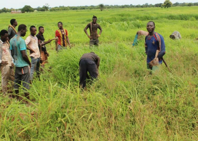 Ghanalainen pienviljelijä Paul Ayormah (kesk.) hoitaa maissipeltojen kitkemisen talkoilla naapuriensa kanssa.