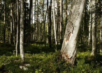 Luonnonsuojeluliitto muistuttaa, että EU pystyy yhdistämään talous- ja tuotantojärjestelmien uudistamisen ilmasto- ja ympäristöpolitiikkaan.