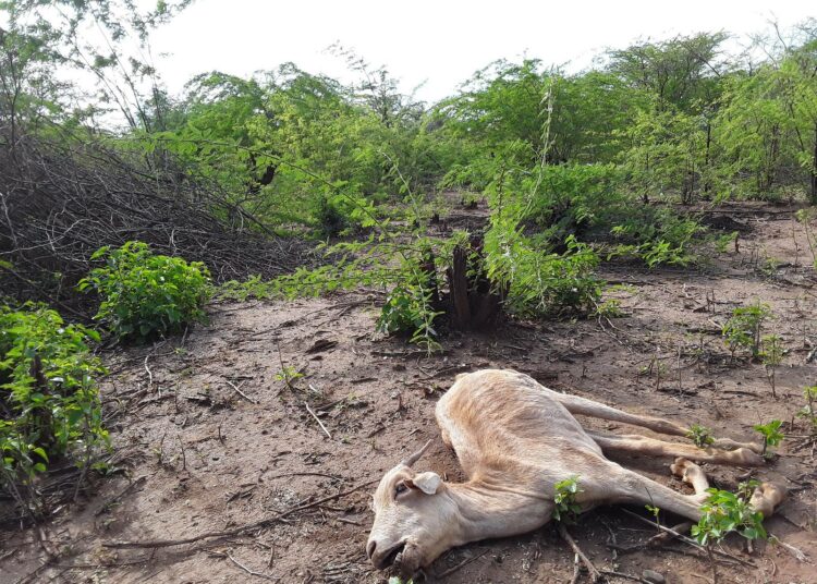 Hannah Sakamon kuolemaa tekevä vuohi meksikonmeskiten ympäröimänä. Kasvin palkojen syöminen on koitunut eläimen kohtaloksi, ja sen voimakas leviäminen haittaa niin luonnon monimuotoisuutta kuin paimentolaisyhteisöjen elinkeinojakin.