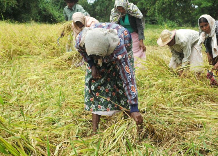 Srilankalaiset riisinviljelijät koettavat saada satonsa turvaan ennen kuin norsut ehtivät sen kimppuun.