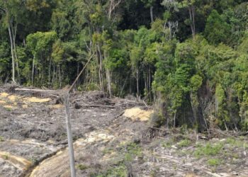 Öljypalmuviljelmiä varten raivattua maata Borneon saarella Indonesiassa.