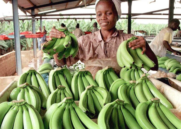 Banaanit ovat elintärkeä työllistäjä Latinalaisessa Amerikassa, Karibialla, Kaakkois-Aasiassa ja Länsi-Afrikassa.