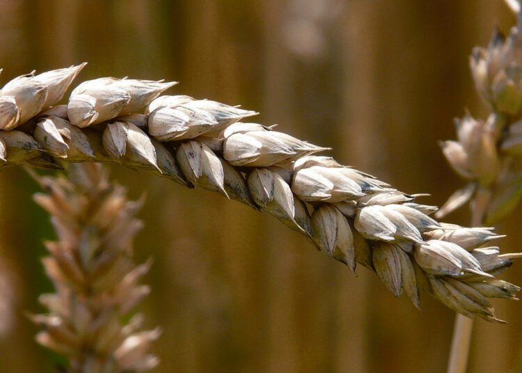 Muuntogeeniset kasvit voisivat ratkaista maailman ruokaongelman. Kuvassa vehnää.