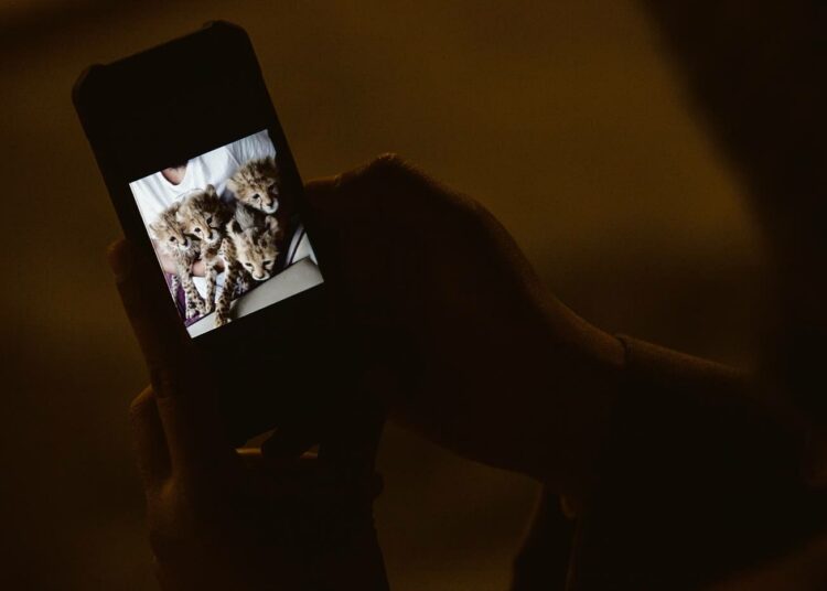 Abu Mubarak al-Rasheede näyttää puhelimestaan kuvaa Somaliasta saapuneista neljästä gepardinpennusta.