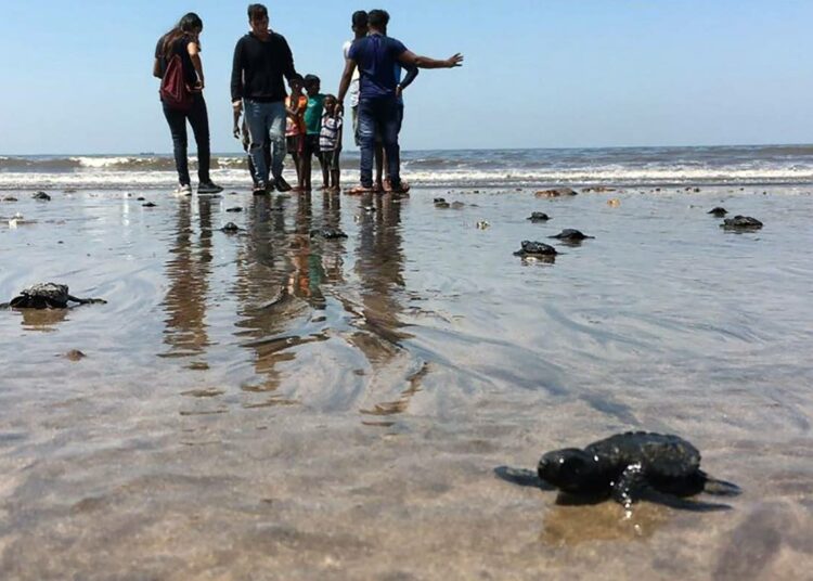 Aasian ja Tyynenmeren alueella huolta aiheuttaa erityisesti meriluonnon säilyminen. Kuvassa etelänbastardikilpikonnia Mumbaissa Versovan rannalla, jossa ne ovat rannan puhdistamisen ansiosta hautoneet ensimmäistä kertaa 20 vuoteen.