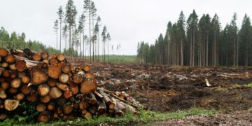 Keskustajohtoinen hallitus on lisännyt metsien hakkuita. Kuvassa avohakkuualue Lohjalla heinäkuussa.