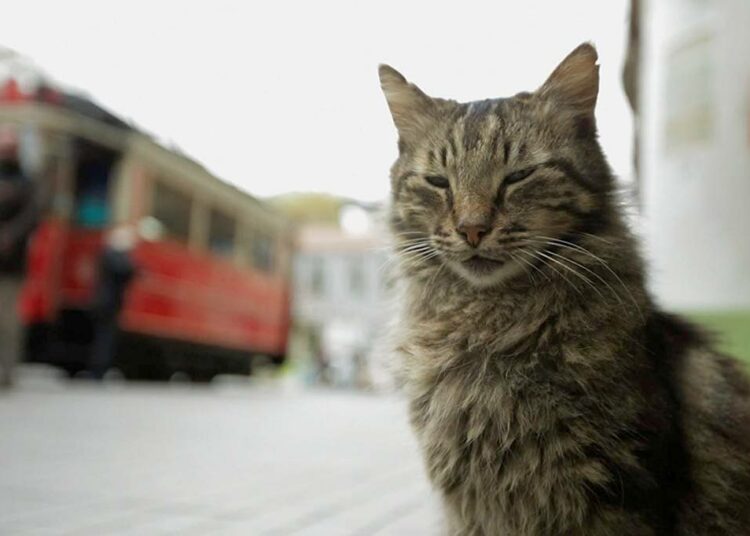 Kedi kertoo Istanbulin katukissoista. Tuhansien vuosien ajan ne ovat olleet osa kaupunkikuvaa.