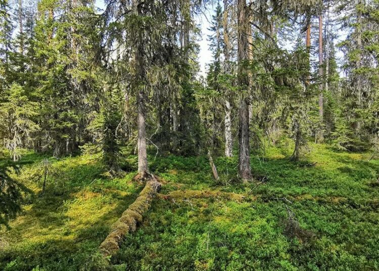 Hallituksen on WWF:n mukaan nostettava luonto selkeäksi prioriteetiksi,