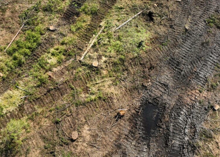 Suomen metsät eivät enää ole päästönieluja.