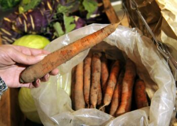 Suomen maabrändiryhmä sekä Luomuliitto esittävät, että vähintään puolet suomalaisesta maataloustuotannosta on luomua vuoteen 2030 mennessä. Kuvassa luomuporkkanaa.