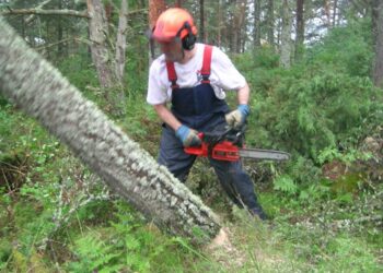 Stora Enso irtisanoo kaikki metsurinsa.