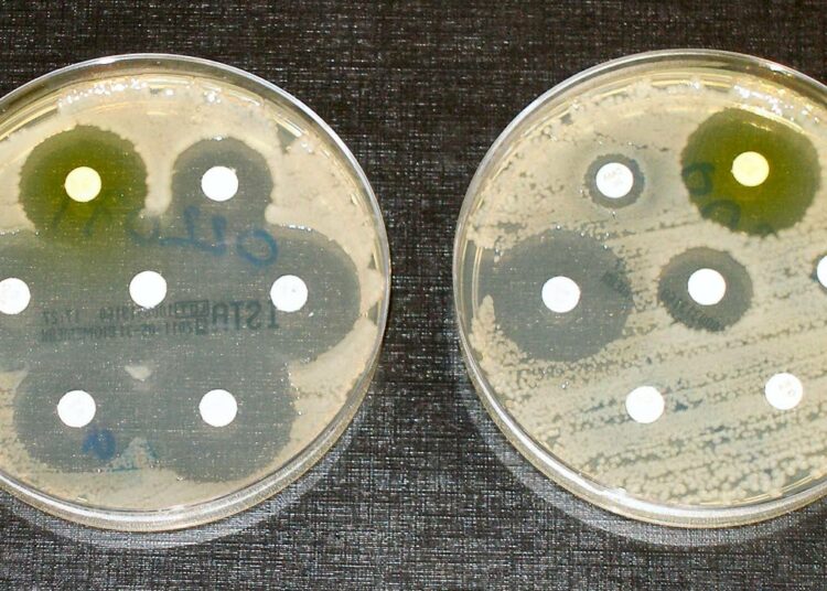 Oikeanpuoleisessa maljassa oleva bakteeri on resistentti useimmille antibiooteille.