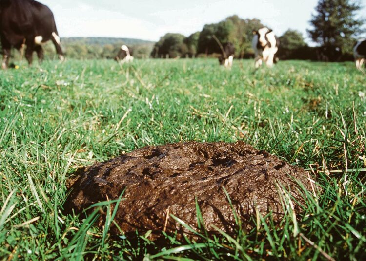 Euroopassa vuonna 2011 levinnyt EHEC-bakteeri oli todennäköisimmin peräisin lehmänlannasta.