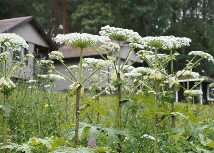 Jättiputket ovat levinneet monenlaisiin elinympäristöihin. Parhailla kasvupaikoilla ne muodostavat laajoja tiheitä jättiputkimetsiä, jotka tukahduttavat alleen kaiken muun kasvillisuuden.