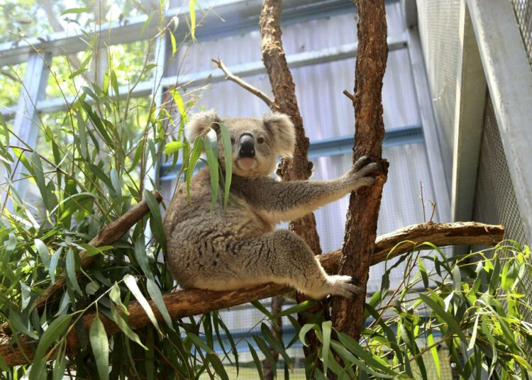 Australian paloista selvinnyt Puck-niminen koala Taronga Zoon villieläinsairaalassa Sydneyssä 22. tammikuuta 2020.