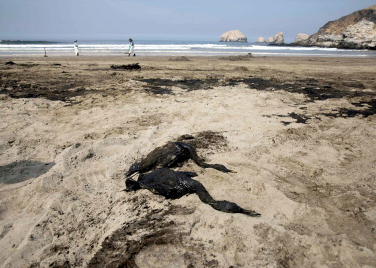 Perun rannikolla kuolleena makaavat öljyn tahrimat linnut symboloivat ympäristökatastrofia.