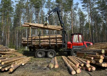 Hallitus on ajautumassa kuumaan metsäsotaan.