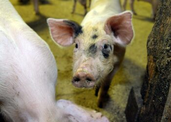 Ministeriö kartoittaa parhaillaan eri tahojen näkemyksiä voimassa olevan eläinsuojelulain uudistamistarpeista.
