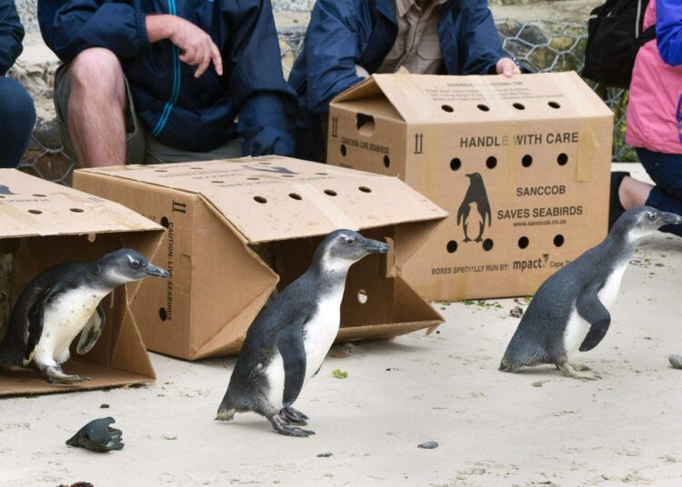 Hoidettavana olleita uhanalaisia afrikanpingviinejä vapautettiin mereen Etelä-Afrikan Simonstownissa pari viikkoa sitten.