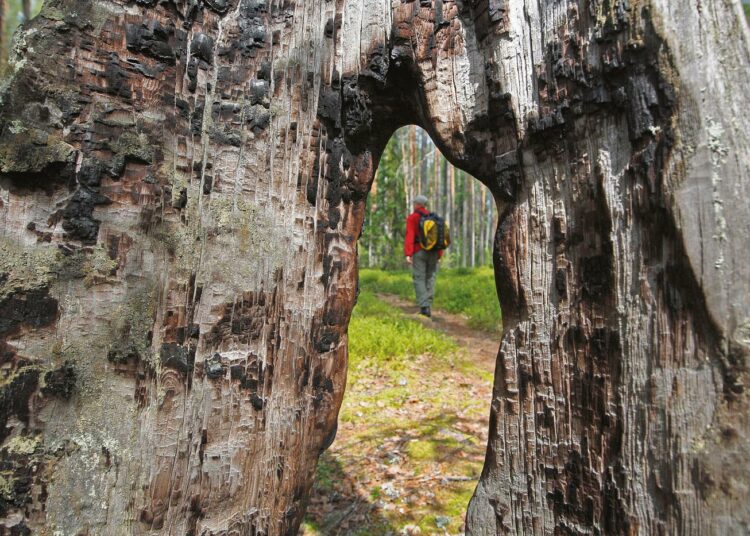 Euroopan metsäinstituutin, EFI:n Joensuussa sijaitseva pääkonttori on Itä-Suomen yliopiston ja Luken (entinen Metla) ohella Pohjois-Karjalan keskeisiä metsäalan tietotoimijoita.