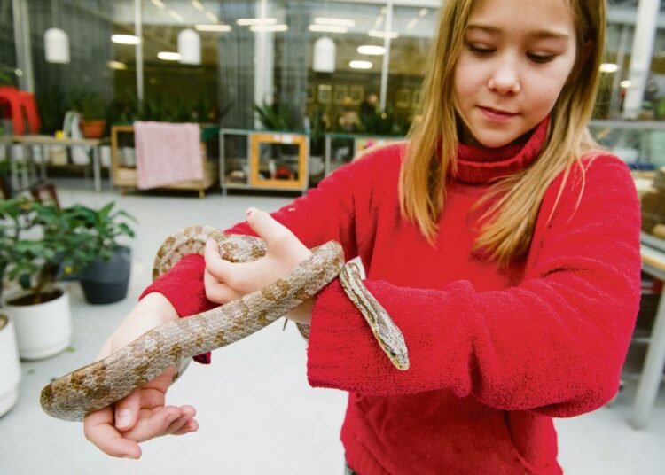 – Mä oon oppinut ihan älyttömästi täällä. Ennen en osannut pitää gerbiiliä, marsua, käärmettä tai pupua, nyt niitä kaikkia, kertoo Liisa Aaltonen. Viljami on viljakäärme.