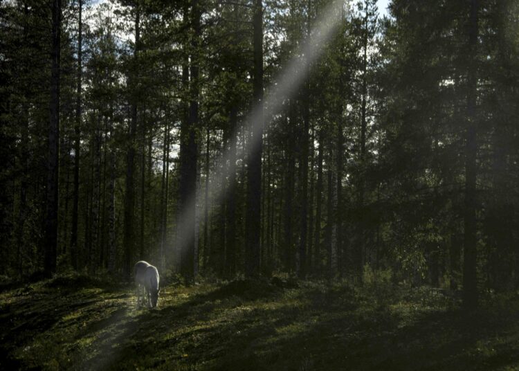 Pohjoisen metsissä tuhoeläinten määrä lisääntyy pidempien kesäkausien vuoksi. Vuosi 2022 oli mittaushistorian kuudenneksi lämpimin.