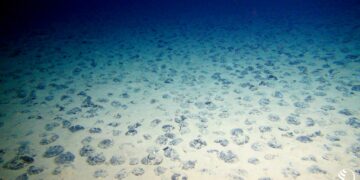 Mangaaninoduleita merenpohjassa Clarion-Clippertonin vyöhykkeellä Pohjoisella Tyynellämerellä.