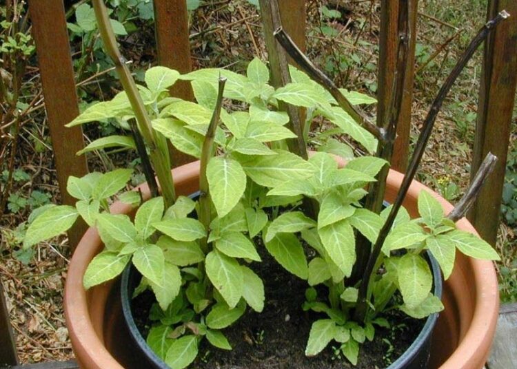Salvia divinorum.